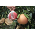 High Quality 2021 New Crop Grapefruit Honey Red Pomelo Gift Package